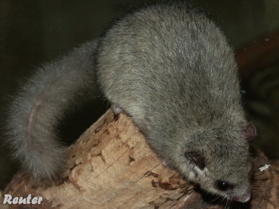 Siebenschläfer (Glis glis)